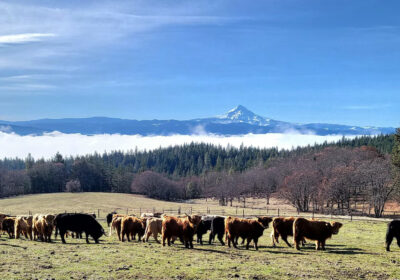 Mt. Hood View with Cattle